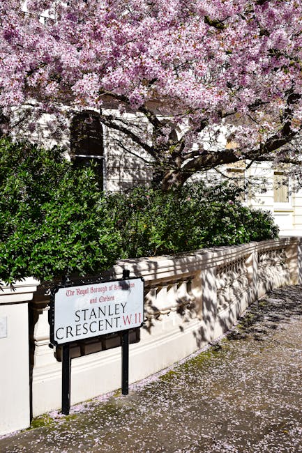 A street scene featuring a flowering tree with abundant pink blossoms positioned behind a white stone or concrete boundary wall, casting shadows onto the wall and pavement. The tree's branches extend outward and upward, covered in clusters of delicate pink flowers, some petals scattered on the ground. Below the tree, there are dense, leafy green bushes growing along the top of the wall. A metal street sign with a white background and red and black text is mounted in front of the wall, indicating the address of Stanley Crescent W.11, and notes it as a location within the Royal Borough of Kensington and Chelsea. Sunlight creates contrasting shadows and highlights on the wall, pavement, and foliage, suggesting a bright day. The environment appears to be an urban residential area, reflecting typical features associated with private property decoration and street signage that may indirectly relate to private waste or rubbish management practices in the vicinity.
