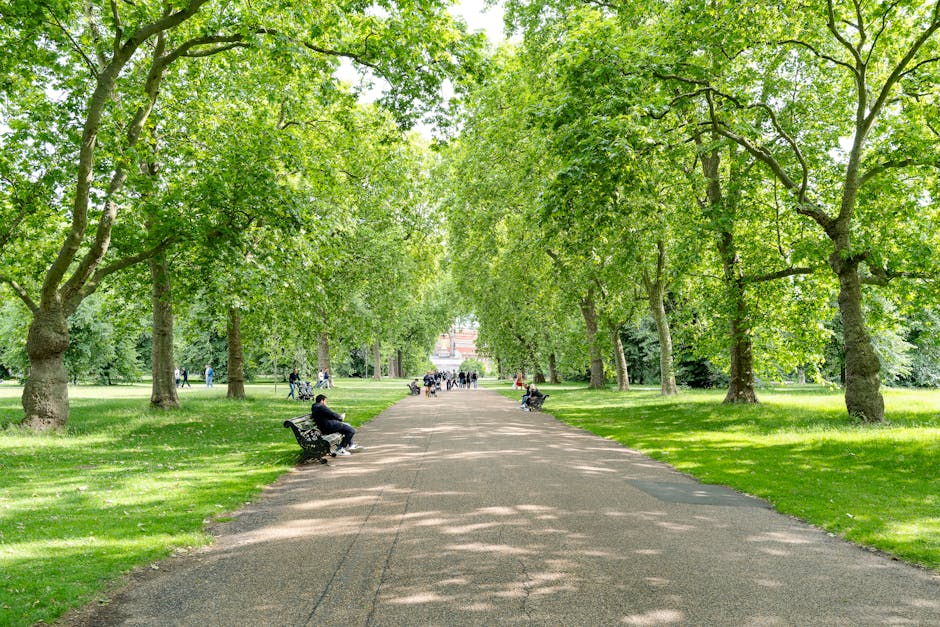 A wide pedestrian pathway in a park shaded by a line of large deciduous trees with lush green foliage. The pathway is made of compacted gravel or asphalt and is flanked on both sides by well-maintained grassy areas. Several black metal benches are positioned along the edges of the path, with some occupied by individuals sitting and relaxing. In the background, additional visitors are walking, cycling, or enjoying the environment, with a faint view of distant trees and park features. The scene is illuminated by natural daylight, with diffused sunlight filtering through the leafy canopy, creating gentle shadows on the ground. The overall setting suggests a tranquil outdoor space suitable for leisure activities, potentially associated with community or public park maintenance, contrasting with private waste collection services but indicating an environment where waste management might be handled by external providers like Waste Disposals South Kensington, serving the local area.